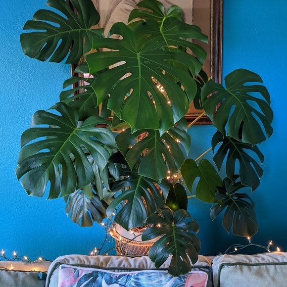 Meet your Posher, Samantha - Picture 1 of 1